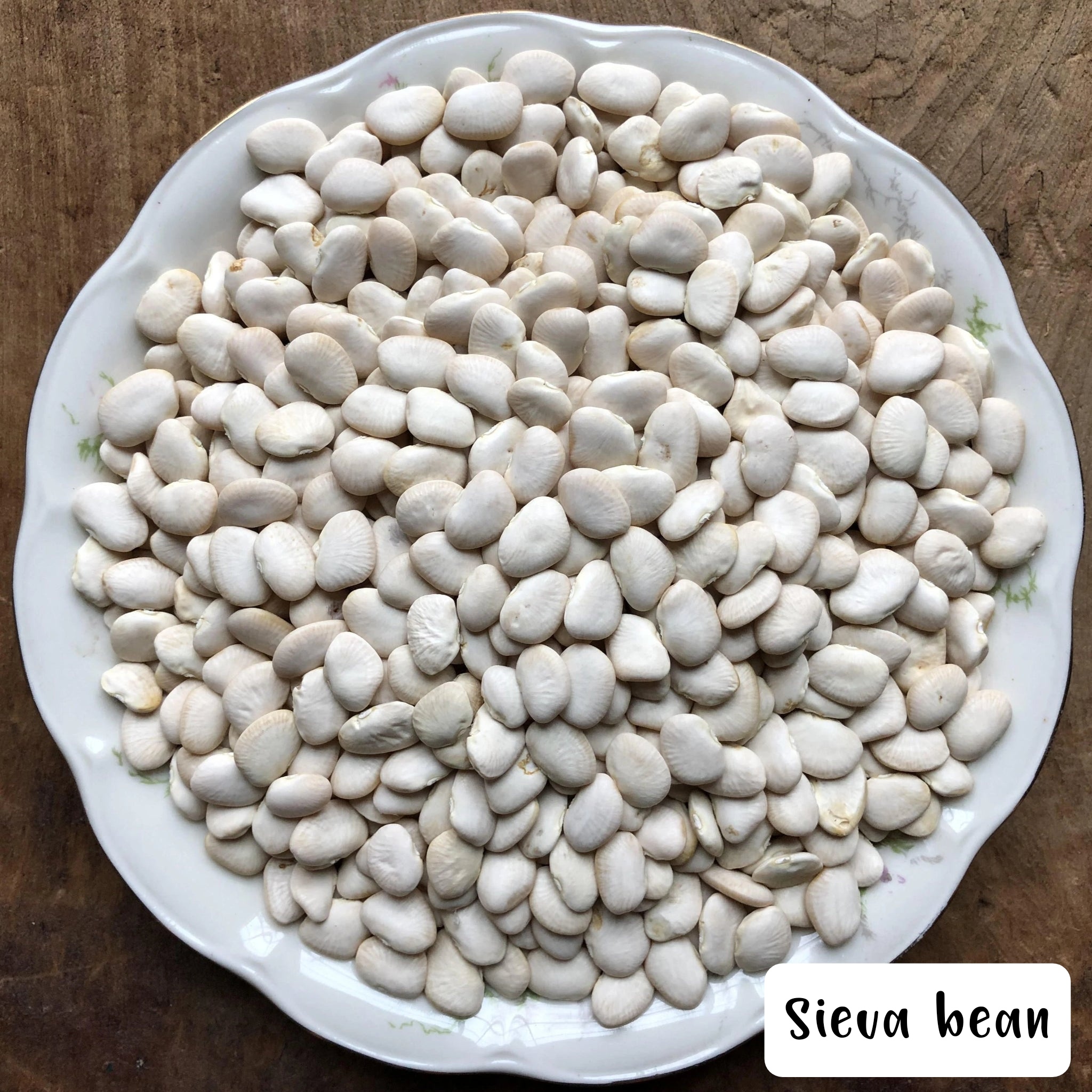 Seed